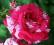 róża, róże biało czerwona papagena w paski