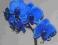 roślina pokojowa STORCZYK NIEBIESKI orchidea blue