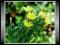 Sałata Jadowita (Lactuca Virosa) * Nasiona *