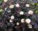 Physocarpus opulifolius 'Diabolo' - Pęcherznica