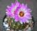 kaktusy Thelocactus bicolor ssp flavidispinus