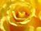 Żółta róża - fototapeta fototapety 175x115 cm