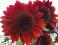 SŁONECZNIK RED SUN kwiaty średnicy 12-15cm