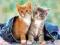 Nowe puzzle 60 Castorland C06304 Two kitten