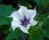 DATURA TATULA_ _ _ DATURA FIOLETOWA _ _ 20 NASION