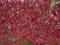 Parthenocissus quinquefolia - Winobluszcz pięcio.