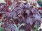 Acer platanoides 'Crimson King' - Klon pospolity