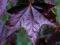Acer platanoides 'Royal Red' - Klon pospolity