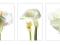 Plakat obraz 100x50cm WGA-06089 CALLA LILIES