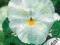 Bratek wielkokwiatowy kremowo biały 0.5g Torseed T