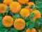 Słonecznik kwiatowy pełny niski żółty 2g Torseed T