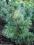 Pinus parviflora 'Schoon's Bonsai' - Sosna dro.kw.