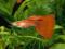 Gupik (Poecilia reticulata) URSYNÓW WARSZAWA