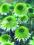 Echinacea Greenline -Nowość pierwsza pełna zielona