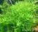 Rotala green