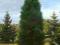 Jedyna sosna kolumnowa Pinus piramidalis Sadzonka