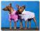 Sweterek dla pieska PURPLE CAGNOLINO Dogszone