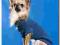Sweterek dla pieska BLUE CAGNOLINO Dogszone