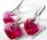 SWAROVSKI Serce Kolczyki + Wisiorek Fuchsia