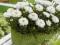 NOWOŚC 2012 -Leucanthemum Laspider -pełna odmiana