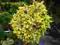 Picea orientalis 'Tom Thumb Gold' Świerk kaukaski