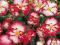 BEGONIA DWUKOLOROWA CRISPA B-CZ 1 SZT # TANIO #