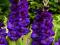 MIECZYKI MIECZYK WIELKOKWIATOWY PURPLE FLORA 5 szt