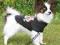 T-SHIRT DLA PSA ROCKINGHAM CZARNY S 30cm TX-28394