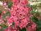 Hydrangea paniculata 'Pink Diamond' - Hortensja b.