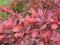 Berberis thunbergii 'Rose Glow' - Berberys thu.