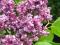 Syringa vulgaris 'Charles Joly' - Lilak. Bez !!!!!