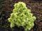 Picea glauca 'Dendrofarma' - Świerk biały ZŁOTA !!