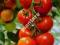 Pomidor ADAM nasiona POMIDORÓW pomidory SUPER!!!