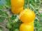 Pomidor ZŁOTY OŻAROWSKI żółty nasiona POMIDORÓW