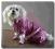 Buty dla psa 4 sztuki BLINK BLINK dogszone Rozm.2