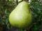 Grusza Blanka bardzo duże owoce nawet ponad 0,5kg