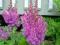 TAWUŁKA - ASTILBE AMETYST 1SZT # TYLKO U NAS #