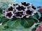 GLOXINIA - GLOKSYNIA KAISER WILHELM #SUPER CENA#