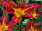 LILIOWIEC RED MAGIC - HEMEROCALLIS #TANIO#