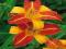 LILIOWIEC FRANS HALLS - HEMEROCALLIS #SUPER CENA#