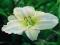 LILIOWIEC WHITE TEMPTATION - HEMEROCALLIS #TANIO#