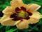 LILIOWIEC DOUBLE MOONLIGHT MASQUERADE HEMEROCALLIS