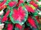 CALADIUM CARDINAL - KALADIUM #NOWOŚĆ# TANIO