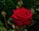 Róża wielkokwiatowa Ingrid Bergman *czerwona*N
