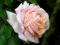 Róża PIENNA Andrea różowa na pniu DRZEWKOWA EXTRA!