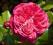 Róża PIENNA Pink Leon różowa na pniu DRZEWKOWA !!!