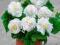 Begonia strzępiasta biała 1szt begonie kwiaty HIT
