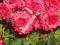 Begonia strzępiasta różowa 1szt begonie kwiaty HIT