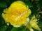 Begonia strzępiasta żółta 1szt begonie kwiaty HIT!