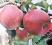 Jabłoń domowa Szampion kopana 120-200cm N